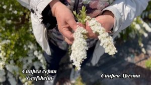 ОТЛИЧИЯ СПИРЕИ АРГУТЫ ОТ СПИРЕИ СЕРОЙ `GREFSHEIM`