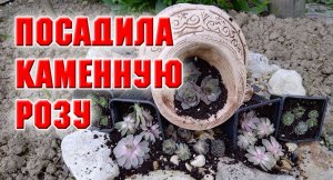 Высаживаю каменную розу на новой клумбе.mp4