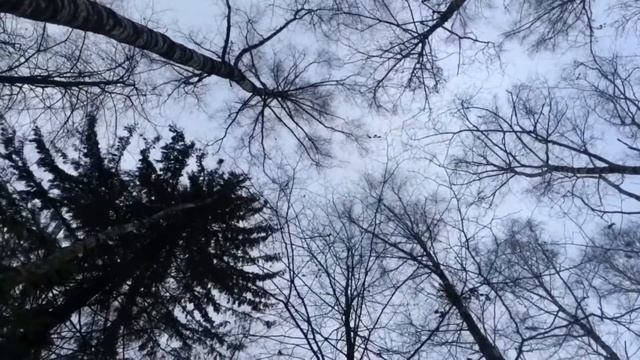 Зимний лес смотреть онлайн