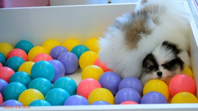 Самые красивые щенки | померанцы | Our Pomeranian Puppies ? смотреть онлайн