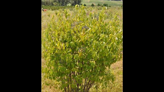 mmm Winterberries and Viburnums Bird Friendly Shrubs смотреть онлайн