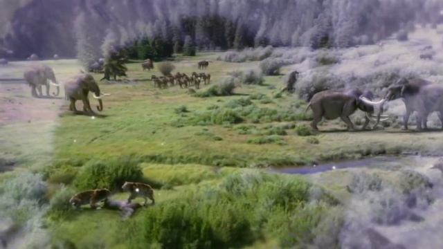 САМАЯ БОЛЬШАЯ КОШКА - АМЕРИКАНСКИЙ ЛЕВ. ИНТЕРЕСНЫЕ ФАКТЫ смотреть онлайн