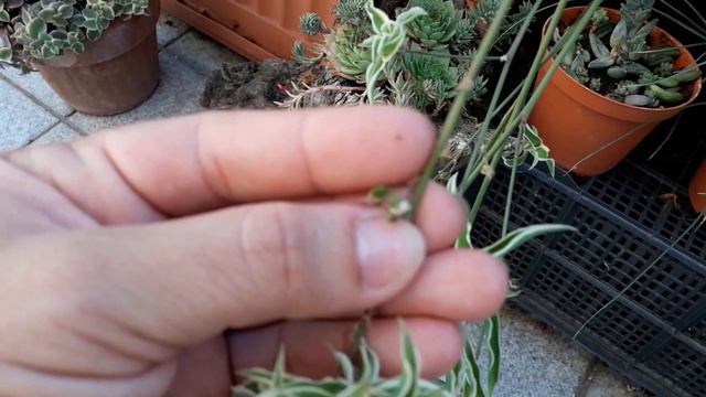 Chlorophytum e suas sementinhas!!! смотреть онлайн