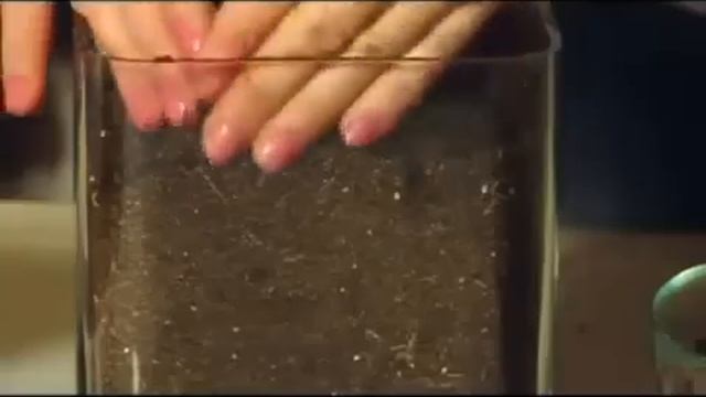 Спатифиллум, в народе-женское счастье. смотреть онлайн