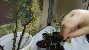 Укоренение роз почкой ????