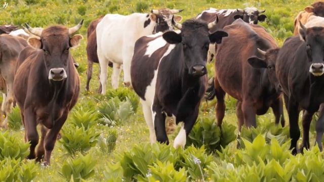 Animals of Africa 4K - Scenic Relaxation Film With Calming Music - 4K Video Utra HD смотреть онлайн