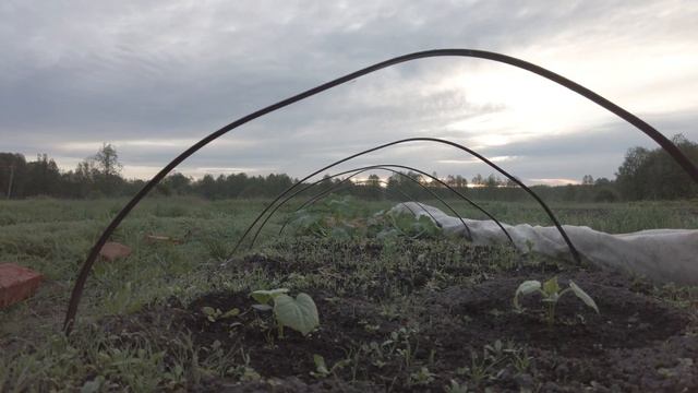 Что было в огороде 26 мая.dji pocket 2. смотреть онлайн