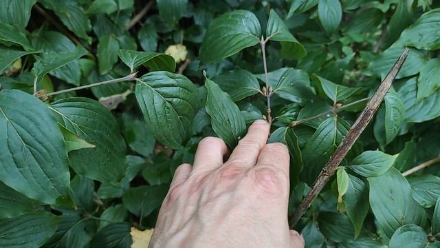 Мой кизил: Владимирский, Коралловый Марка и Лукьяновский. Лихтар. смотреть онлайн