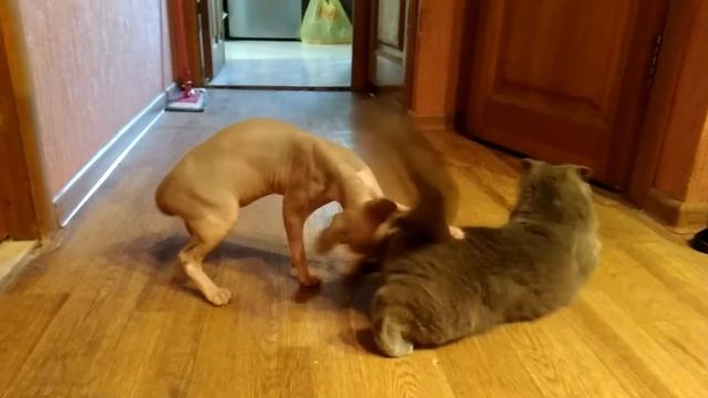 Кошки нетрадиционной ориентации. И такое бывает!!! смотреть онлайн