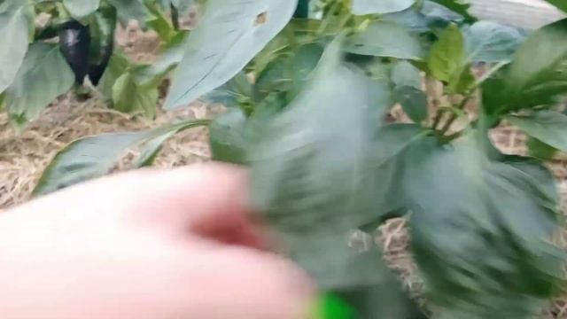 ?А не пробежаться ли по сортам перца?!!?Вести с дачи на 26.06.2023г смотреть онлайн