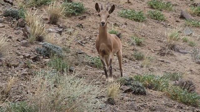 молодая самка тека (сибирского горного козла) смотреть онлайн