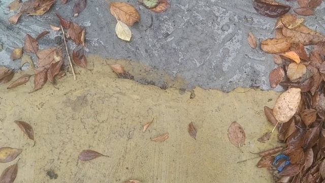 ?️Обзор дорожек из хлама и мусора под дождём 17 октября 2020 смотреть онлайн