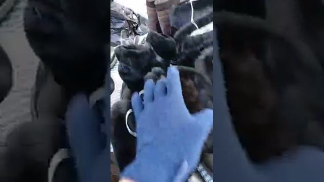 Унты монголки натуральные обзор смотреть онлайн