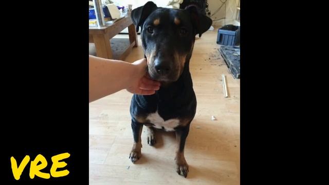 Top20 amazing cross breds Bull terrier #10(Doberman, Greyhound, Labrador, Rottweiler, Malinois... смотреть онлайн