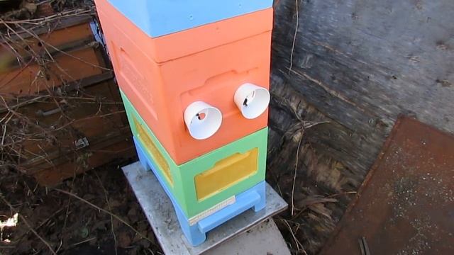 ответы на вопросы - когда весною зажимается заставными, гнездо пчел для лучшей яйцекладки матки