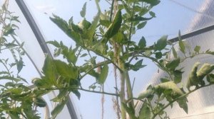 Томат Пасхальное яйцо