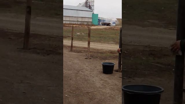 Мехток в населённом пункте, это безобразие какое то в саратовской области смотреть онлайн