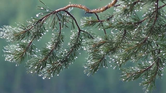 Козни дьявола. Прот. Авраамий Некрасов / Саровский цветник. Наставления старцев Саровской пустыни смотреть онлайн
