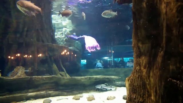 Москвариум. смотреть онлайн