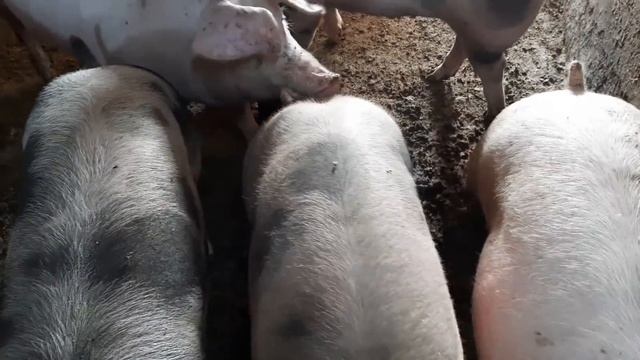 ОТКОРМОЧНЫЕ и РЕМОНТНЫЕ свиньи: в чем РАЗНИЦА? смотреть онлайн