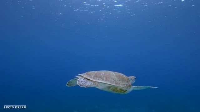 Шум моря ? музыка, расслабляющая водных животных? музыка лечащая нервы и помогающая заснуть смотреть онлайн