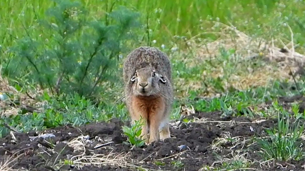 Заяц русак в хорошем настроении смотреть онлайн