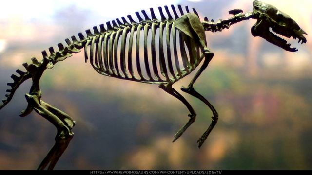 Какими были предки лошади? смотреть онлайн