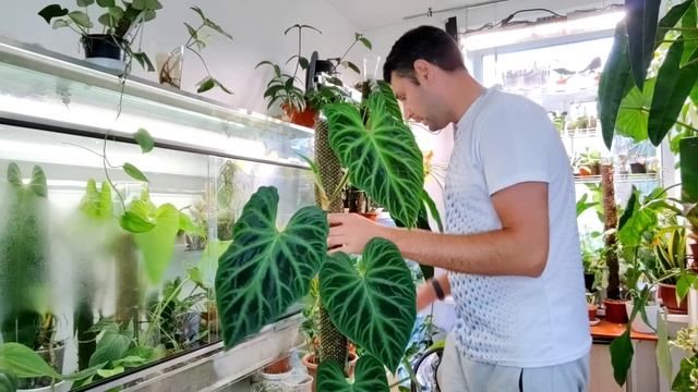 Филоде́ндрон борода́вчатый/ Philodéndron verrucosum/ 6 лет вместе смотреть онлайн