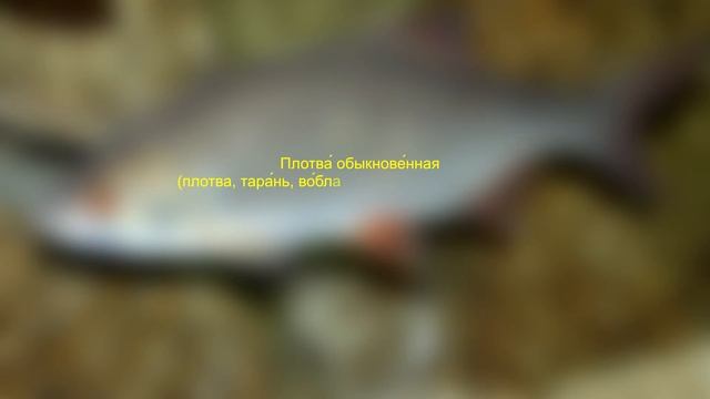 ПЕСКАРЬ и ПЛОТВА в домашнем пруду. Размножаться пруд будет живым а может будет и своя рыбалка у дом смотреть онлайн