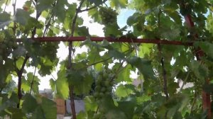 Виноград - монарх.