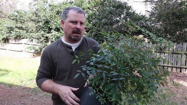 How to grow Nandina Domestica (Heavenly Bamboo) смотреть онлайн