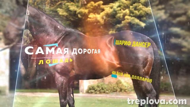 Всё что нужно знать про лошадей. Самые самые лошади в мире смотреть онлайн