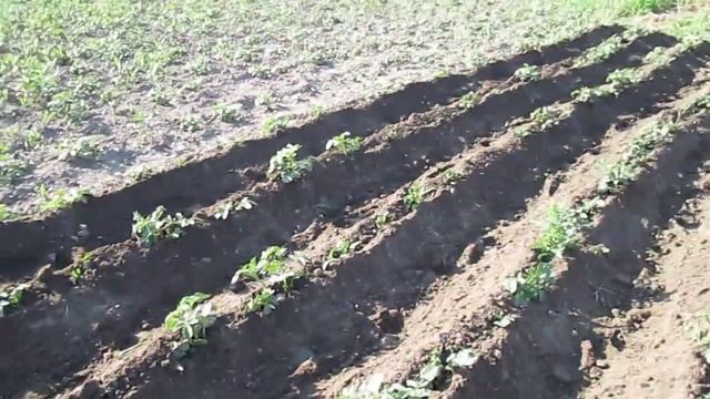 Как окучивать картошку. смотреть онлайн