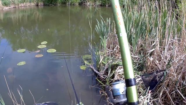 Карась на ПОПЛАВОК в мае, ЧЕРЕПАХИ топят перо и клюют на удочку на рыбалке смотреть онлайн
