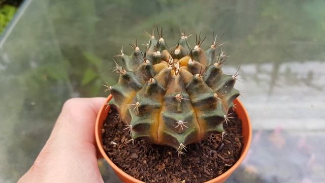 Gymnocalycium Sepia B Cactus - Glass Garden смотреть онлайн