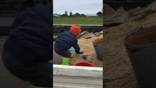 Посев горохо–овсяной смеси смотреть онлайн