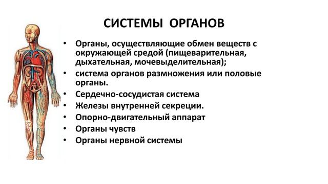 Лекция 1 смотреть онлайн