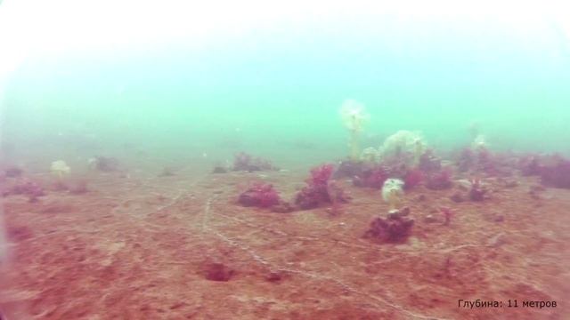 Рыбалка на Второй речке во Владивостоке. Навага, зубатка. смотреть онлайн