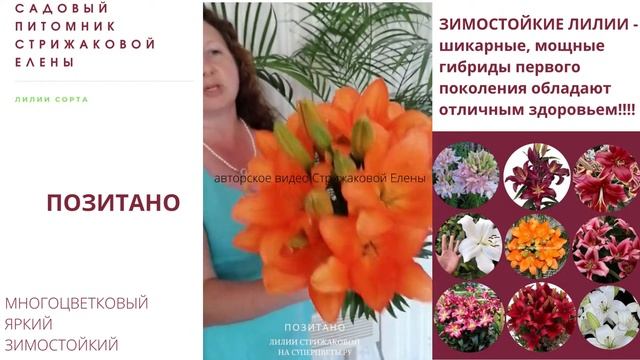 ЗИМОСТОЙКИЕ ЛИЛИИ смотреть онлайн