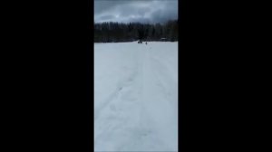 мотобуксировщик брайт истем 380 мм 6 5 л с первый выезд собаки .