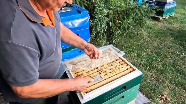 Занимается и в Германии пчёлами.Выращивает пчелиных маток.Земляк из Казахстана. смотреть онлайн