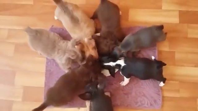 щенки для резервирования! цветные чихуахуа смотреть онлайн