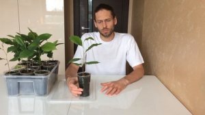 Азимина - ананасово земляничное наслаждение. Купить саженцы Азимины.