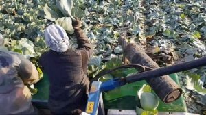 Капусный комбайн asalift 1000 уборка капусты комбайноа