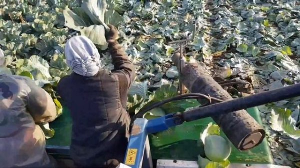 Капусный комбайн asalift 1000 уборка капусты комбайноа