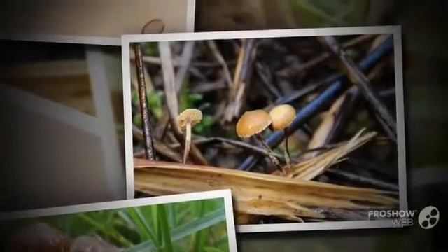 Deconica crobula - fungi kingdom смотреть онлайн