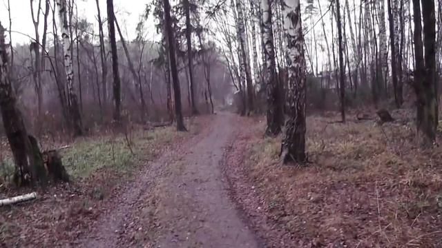 Где я беру еловый лапник. Идем в страшный лес.