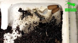 Все виды наших муравьев и формикариев за два года, от Жнецов до Муравьев-Пуль, Мирмеций и Салтаторо