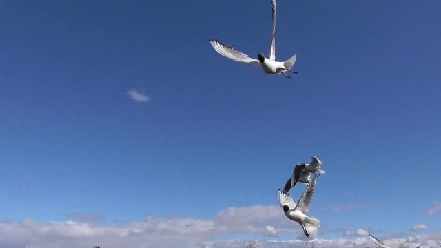 Озерные чайки на сырной вечеринке. Релакс. Орнитотерапия. смотреть онлайн