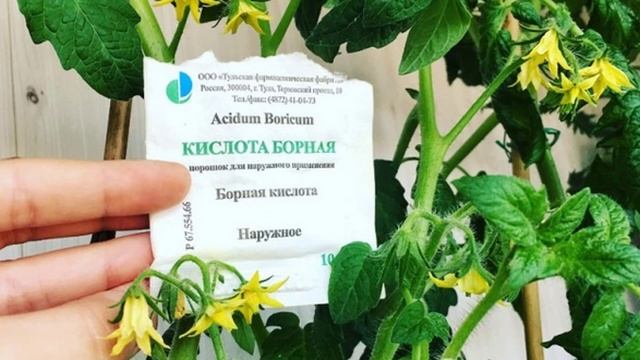 Борная кислота для помидор смотреть онлайн